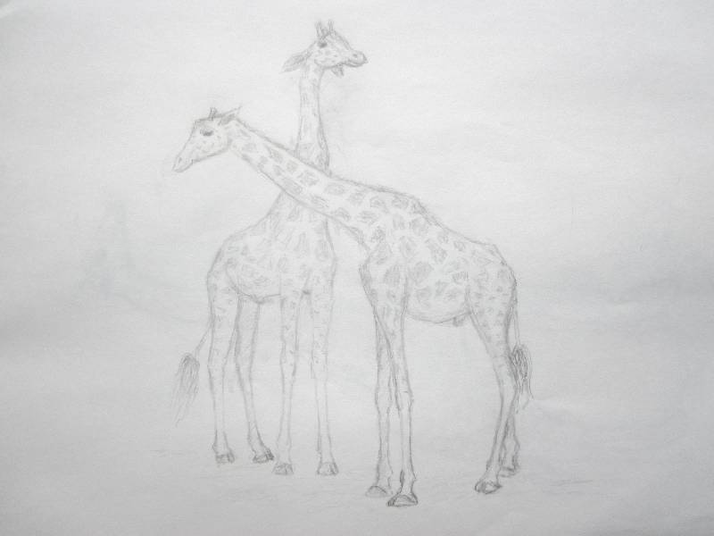 Giraffe_03 Giraffe 3<br><p><br>Bleistift auf Papier