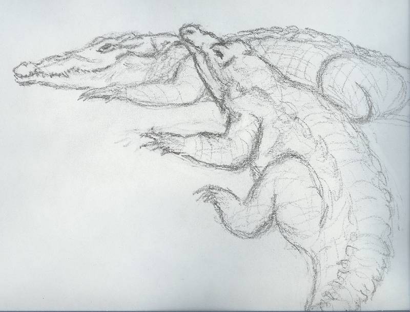 Krokodil_01 Krokodil 1<br><p><br>Bleistift auf Papier