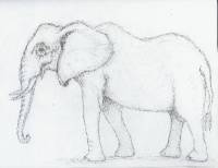 Elefant_03 Elefant 3