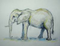 Elefant_05