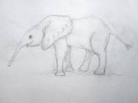 Elefant_06