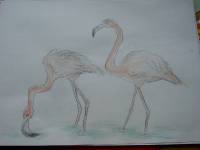 Flamingo_02 Flamingo 2