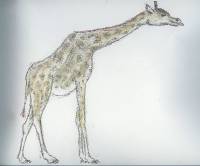 Giraffe_01