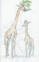 Giraffe_02