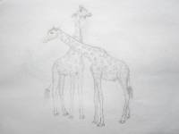 Giraffe_03 Giraffe 3