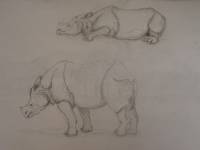 Nashorn_07 Nashorn 7