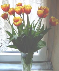Wundersch�ne Tulpen