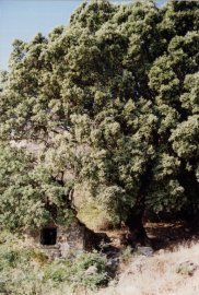 shepherd's house beneath olive tree