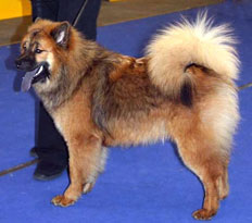 Eurodog
