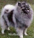 Wolfspitz