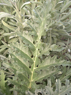 Cynara cardunculus; 2002-09-02 © FrauenZimmer