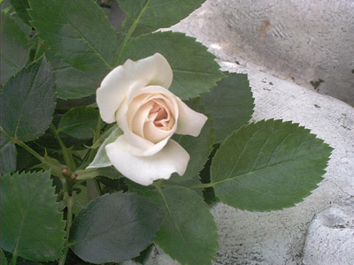 'Aspirin Rose', Floribunda, Tantau 1997; 2002-07-03 © FrauenZimmer