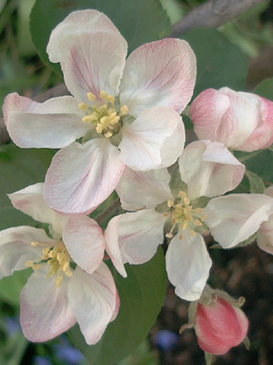 'Roter Boskop'; 2002-04-16 © FrauenZimmer