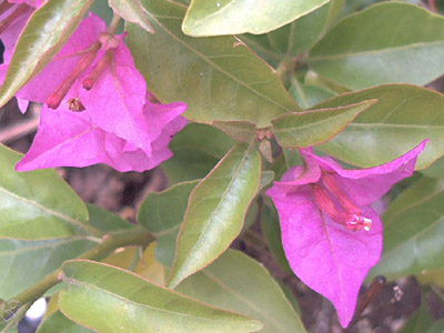 Bougainvillea; 2001-07-24 © FrauenZimmer
