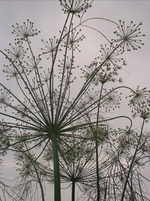 Anethum graveolens; 2001-10-21 © FrauenZimmer