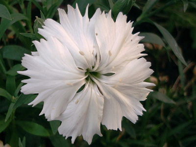 Dianthus gratianopolitanus; 2002-07-19 © FrauenZimmer