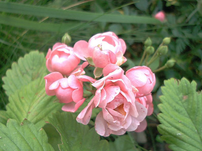 'The Fairy' (Paul Crampel x Lady Gay), Polyantha, Bentall 1932; 2001-10-14 © FrauenZimmer