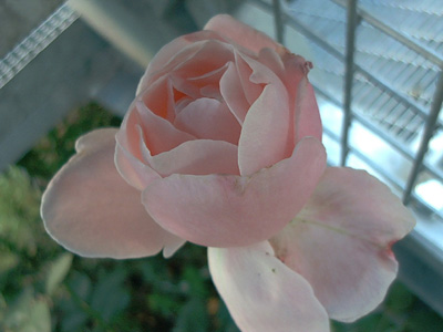 'The Queen Elizabeth Rose' (Charlotte Armstrong x Floradora), Grandiflora, Lammerts 1954; 2001-11-17 © FrauenZimmer