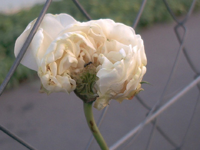 'Mlle de Sombreuil' (Gigantesque x ?), Climbing Tea, Robert 1851; 2001-10-15 © FrauenZimmer