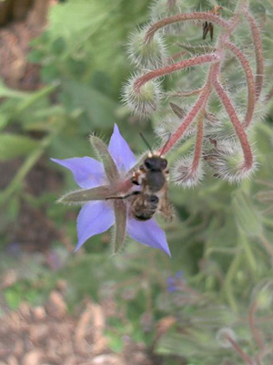Borago officinalis; 2002-06-25 © FrauenZimmer