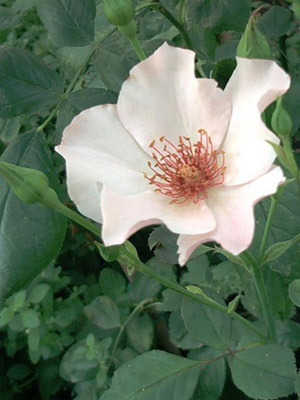 'Dainty Bess' (Ophelia x Kitchener of Khartoum), Teehybride, Archer 1925; 2002-07-23 © FrauenZimmer