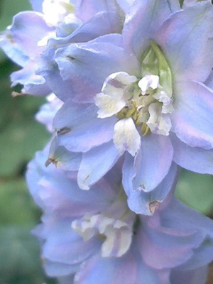 Delphinium; 2002-07-19 © FrauenZimmer