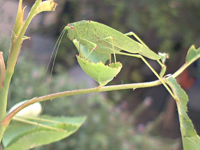 Tettigonia viridissima; 2002-08-25 © FrauenZimmer