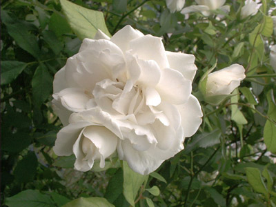 'Schnewittchen' (Robin Hood x Virgo), Floribunda, Kordes 1958; 2002-07-17 © FrauenZimmer