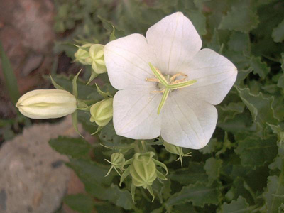Campanula carpatica 'Alba'; 2002-07-03 © FrauenZimmer