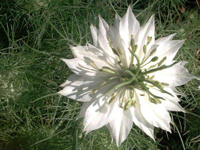 Nigella damascena; 2002-06-26 © FrauenZimmer