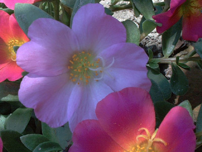 Portulaca grandiflora; 2002-09-10 © FrauenZimmer
