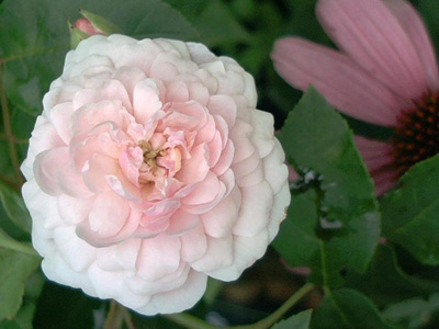 'Multiflore de Vaumarcus', Noisette, Menet 1875; 2002-08-01 © FrauenZimmer