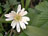 Strahlenanemone