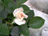 'Aspirin Rose'