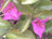 Bougainvillea