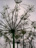 Dill