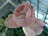 'The Queen Elizabeth Rose'