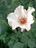 'Dainty Bess'