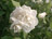 'Schneewittchen'