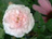 'Multiflore de Vaumarcus'