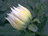 Dahlie (Fotos pur 01; 134 kb)