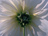 Dahlie (Fotos pur 05; 146 kb)