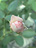 'Aspirin Rose' (Fotos pur 10; 87 kb)