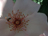 'Dainty Bess' (Fotos pur 12; 150 kb)