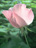 'Dainty Bess' (Fotos pur 13; 105 kb)