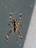 Kreuzspinne (Fotos pur 14; 110 kb)