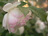 'Schneewittchen' (Fotos pur 16; 193 kb)