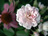 'Multiflore de Vaumarcus' (Fotos pur 17; 174 kb)
