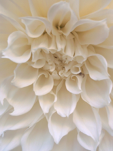 © FrauenZimmer