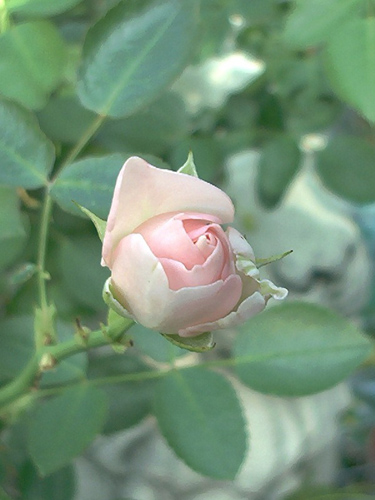 © FrauenZimmer
